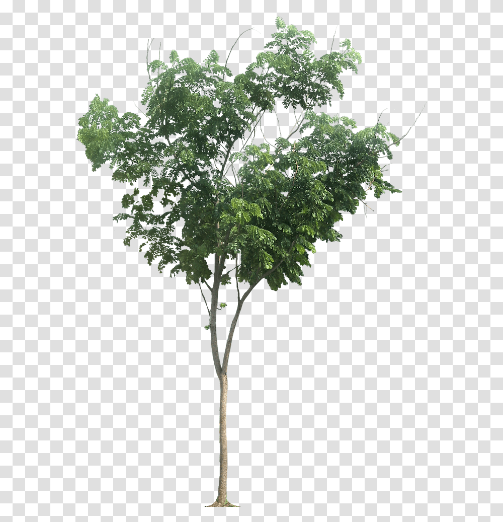 Small Tree, Plant, Leaf, Vegetation, Maple Transparent Png