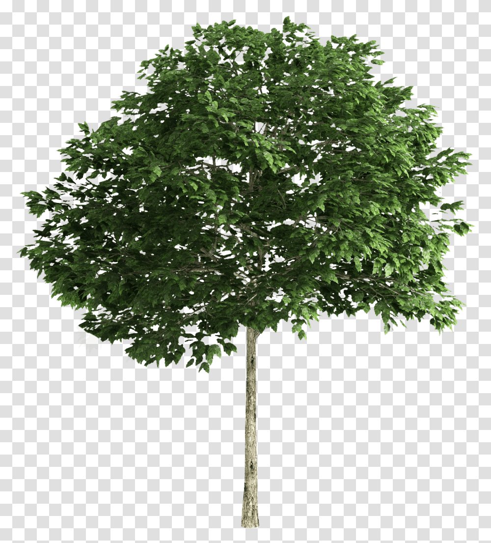 Small Tree, Plant, Oak, Maple, Tree Trunk Transparent Png
