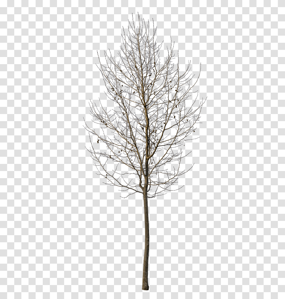 Small Tree, Plant, Silhouette, Nature, Tree Trunk Transparent Png
