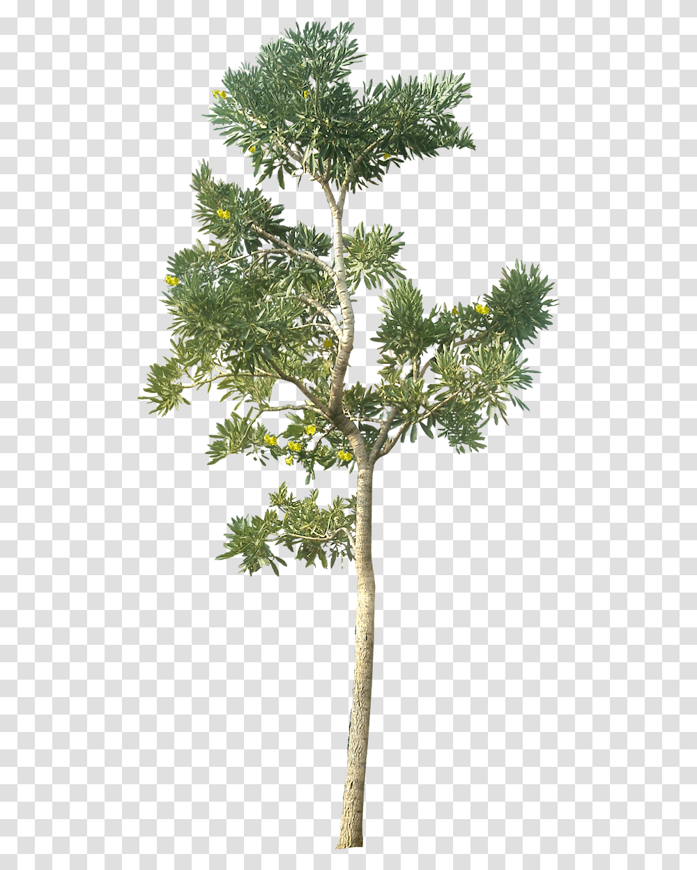 Small Trees Architecture Tree, Plant, Potted Plant, Vase, Jar Transparent Png