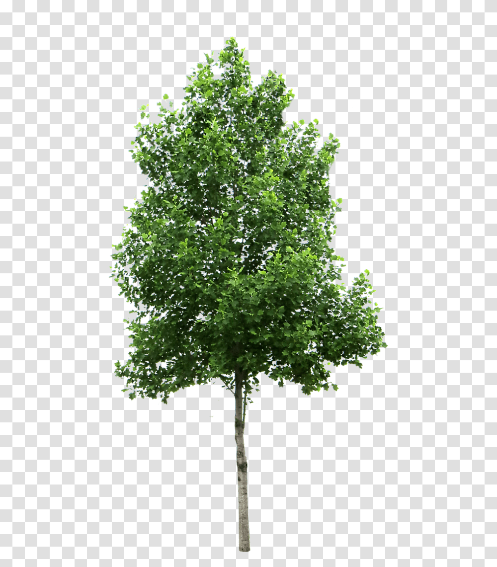 Small Trees Birch Deciduous Clip Art Trees, Plant, Maple, Oak, Sycamore Transparent Png