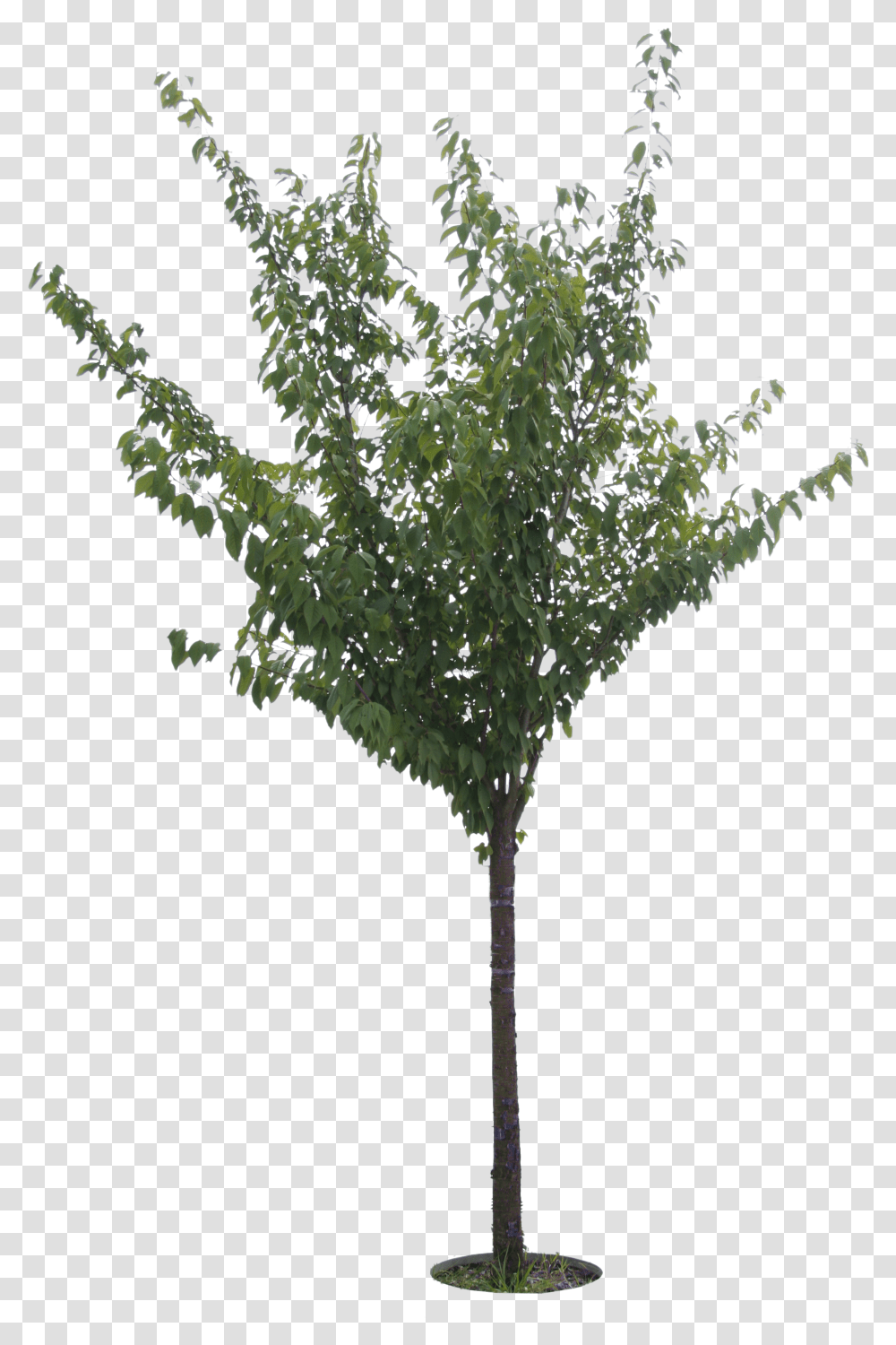 Small Trees, Plant, Bush, Vegetation, Leaf Transparent Png