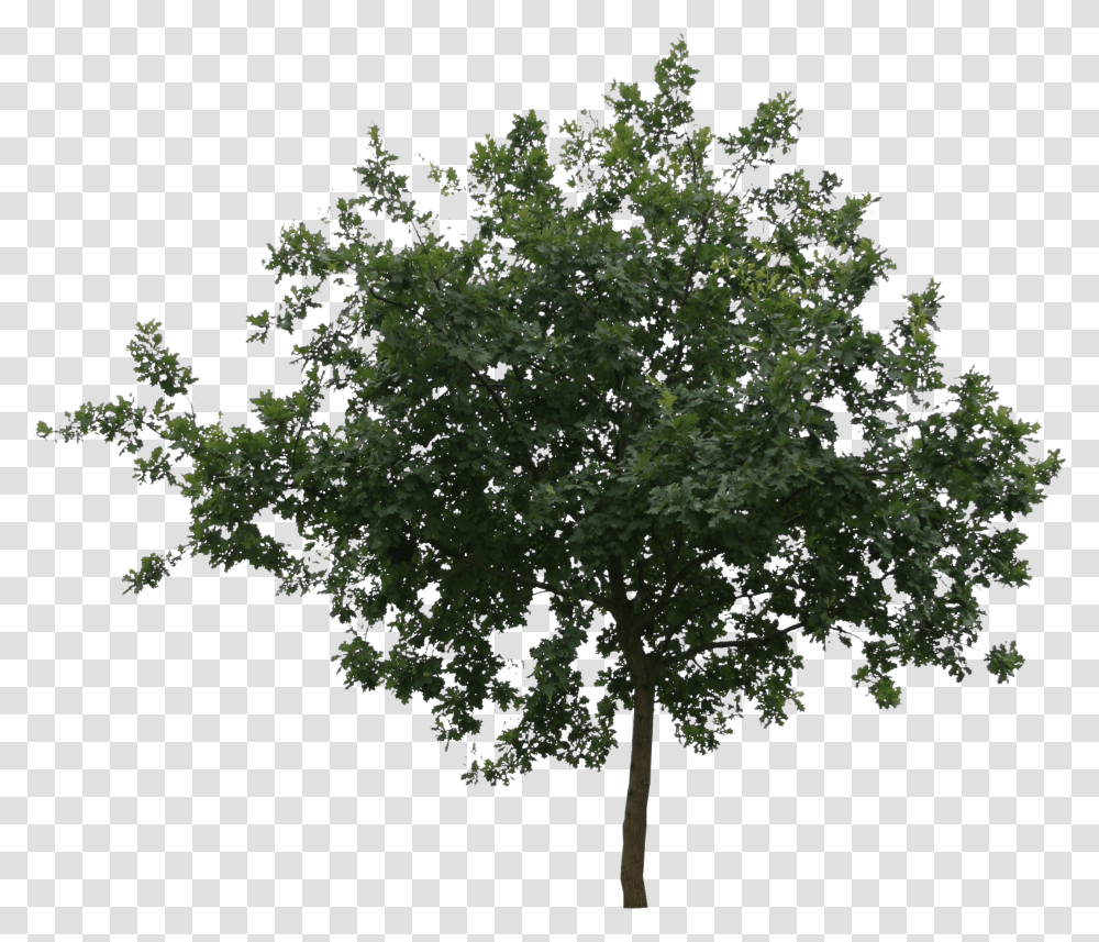 Small Trees, Plant, Maple, Spoke, Machine Transparent Png