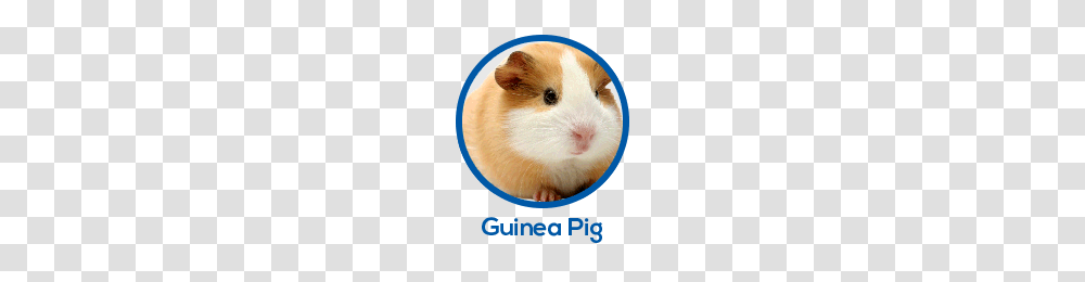 Small World, Hamster, Pet, Rodent, Animal Transparent Png