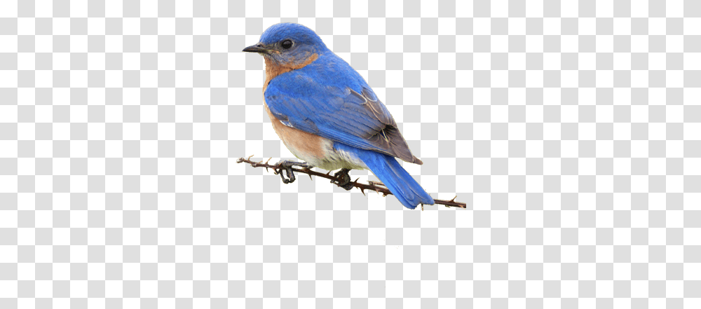 Small Yellow Bird Eastern Bluebird, Animal, Jay, Blue Jay Transparent Png