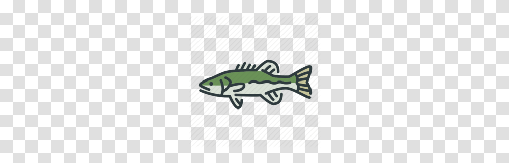 Smallmouth Bass Clipart, Fish, Animal, Perch, Cod Transparent Png