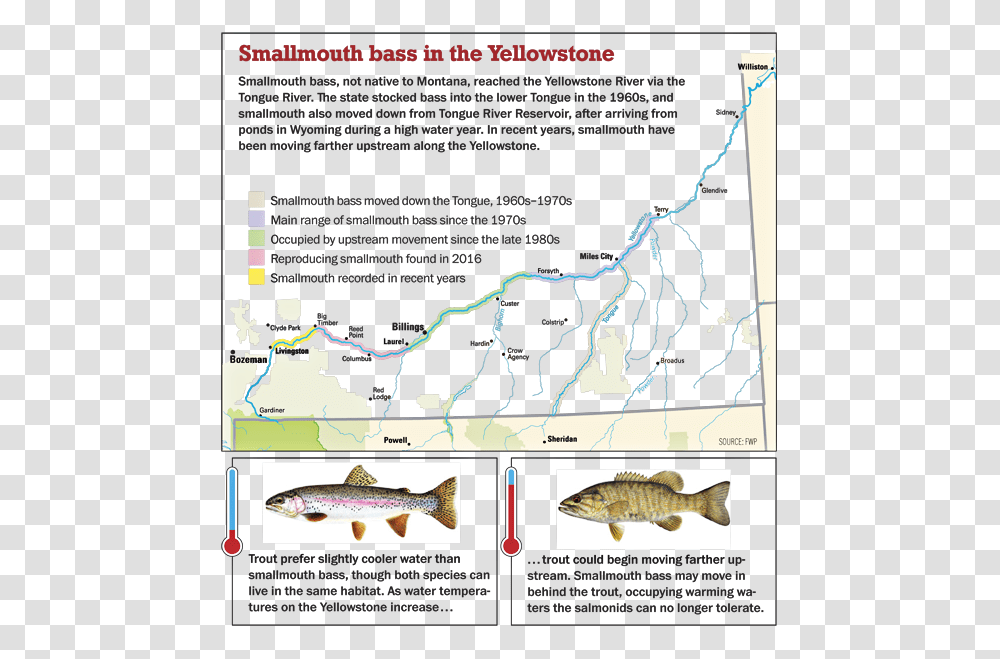 Smallmouth Bass On The Yellowstone River Smallmouth Bass Yellowstone River Map, Fish, Animal, Outdoors, Nature Transparent Png