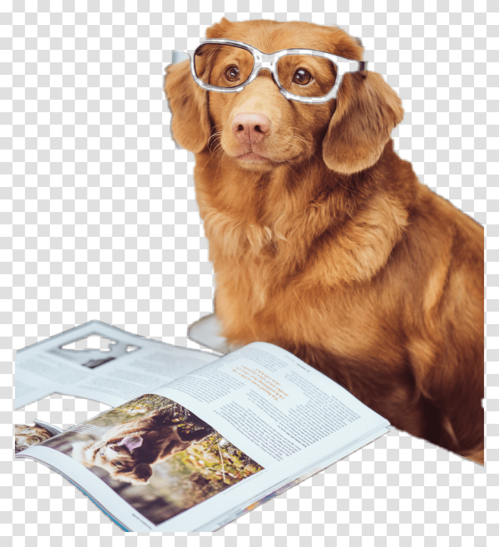 Smart Doggo Smart Doggo, Book, Animal, Pet, Canine Transparent Png