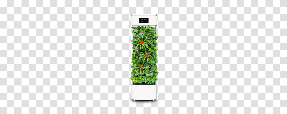 Smart Plant Purifier Nature, Conifer, Tree, Yew Transparent Png