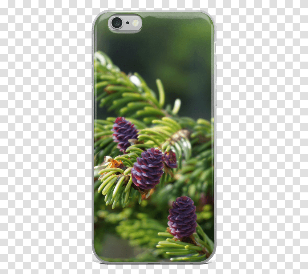 Smartphone, Tree, Plant, Pineapple, Fruit Transparent Png
