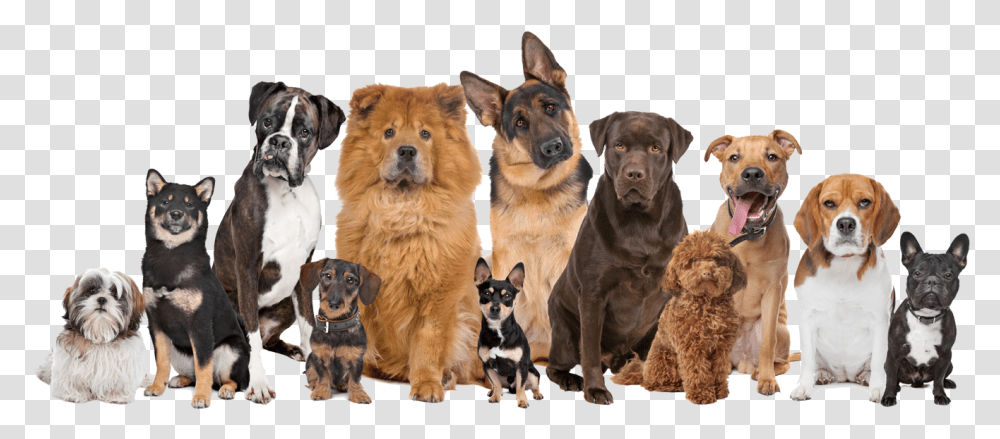 Smarttrack Mascotas Many Dogs And Cats, Canine, Mammal, Animal, Pet Transparent Png