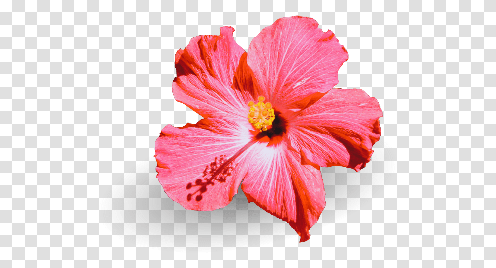 Smell Better Hawaii Hawaiian Hibiscus, Plant, Flower, Blossom Transparent Png