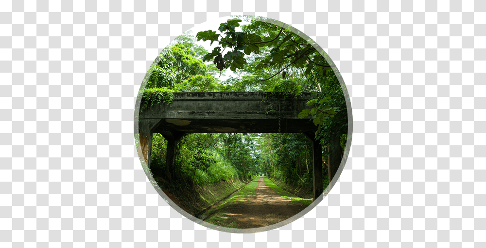 Smell Five Senses Turkish Airlines Tree, Outdoors, Fisheye, Arbour, Garden Transparent Png