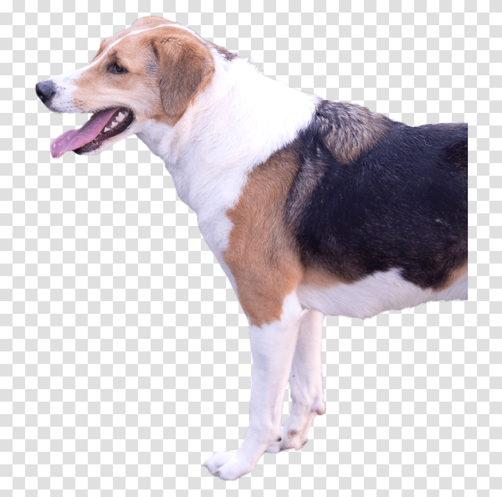 Smile Homepage Beagle Harrier, Hound, Dog, Pet, Canine Transparent Png