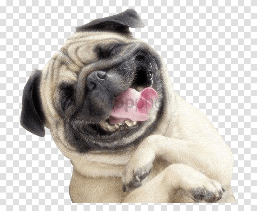 Smile Image With Happy Dog, Pug, Pet, Canine, Animal Transparent Png