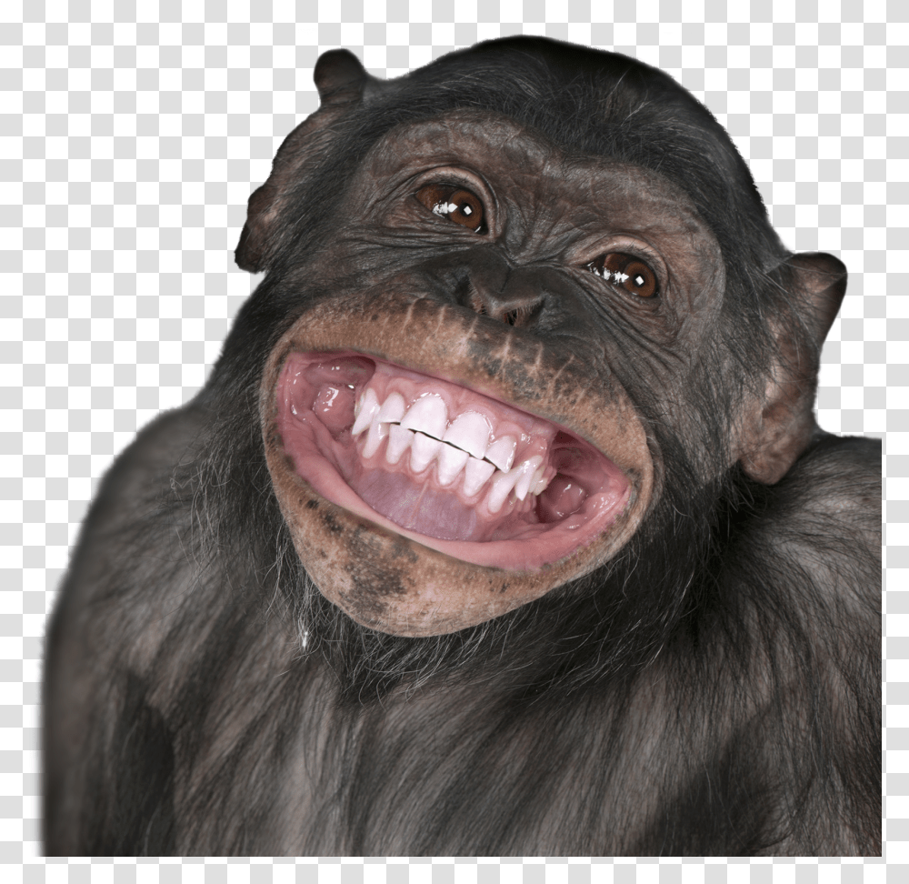 Smiling Monkey Funny, Ape, Wildlife, Mammal, Animal Transparent Png