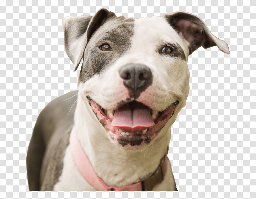 Smiling Pitbull Happy Pitbull, Dog, Pet, Canine, Animal Transparent Png