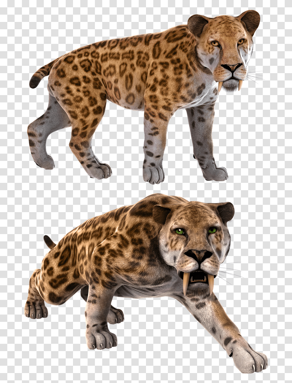 Smilodon Sabertooth Sabertoothed Smilodon, Wildlife, Animal, Mammal, Panther Transparent Png