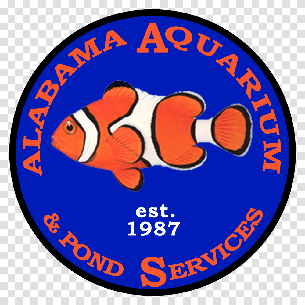 Smk Ar Rahman Watusalam, Fish, Animal, Sea Life, Amphiprion Transparent Png