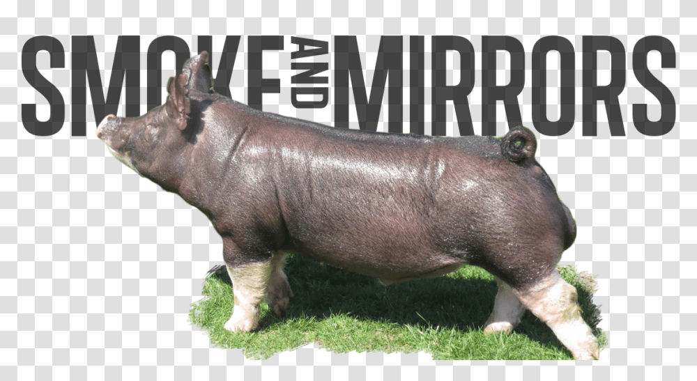 Smoke Mirrors Domestic Pig, Animal, Mammal, Wildlife, Hippo Transparent Png