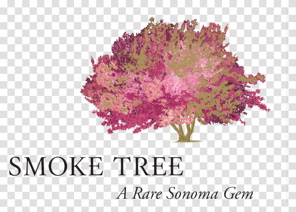 Smoke Tree Wine Logo, Plant, Leaf, Maple, Flower Transparent Png