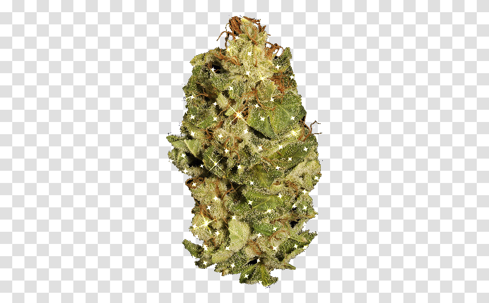 Smoke Weed Everyday Marijuana Gif Wifflegif Oregon Pine, Tree, Plant, Christmas Tree, Ornament Transparent Png
