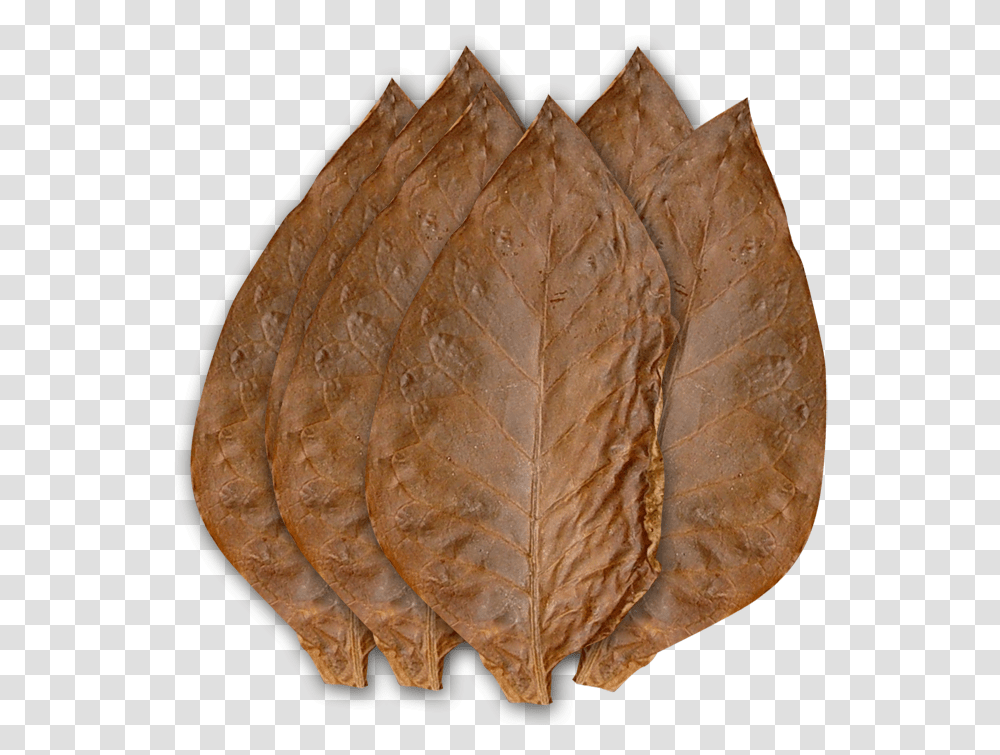 Smoking Eating Tobacco Could It Be Less Leaf, Plant, Bread, Food, Fossil Transparent Png