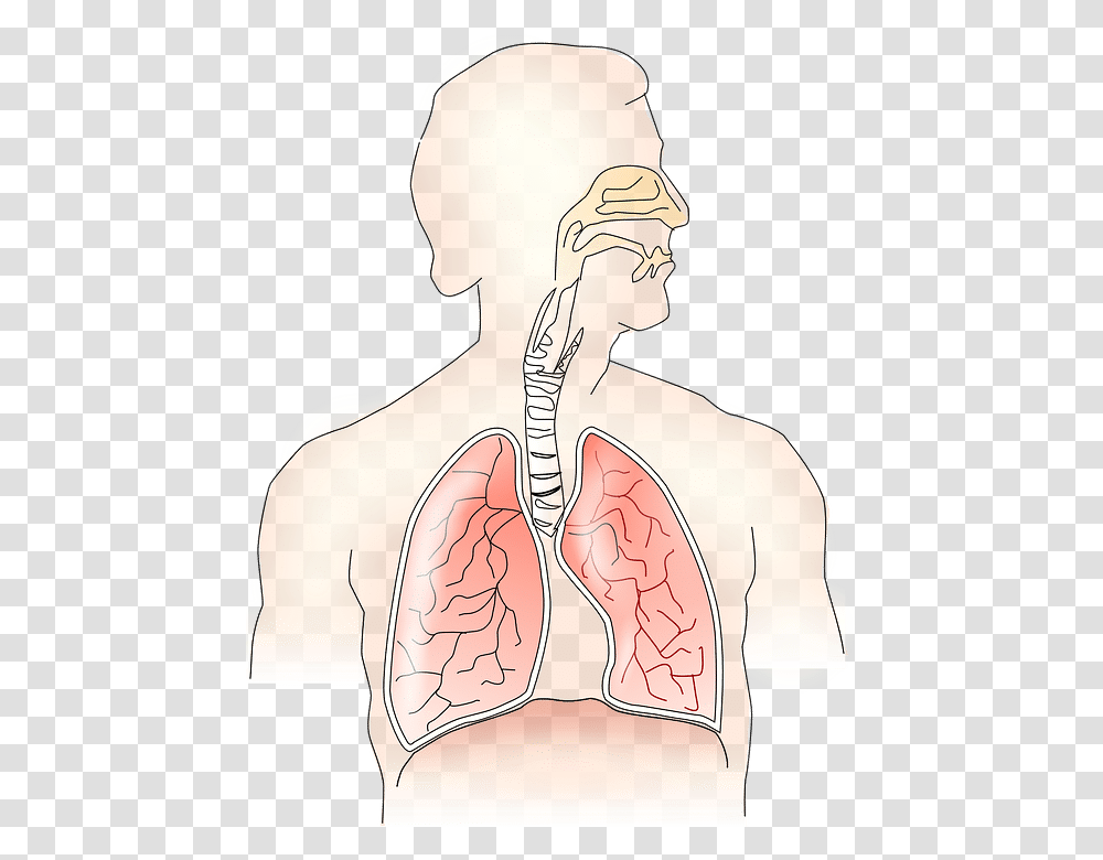 Smoking Weed With Asthma Respiratory System Without Label, Skin, Torso, Shoulder, Person Transparent Png