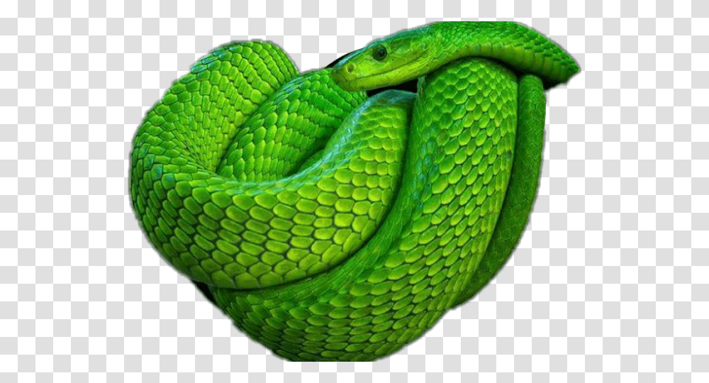 Smooth Green Snake Clipart Mobile Green Poisonous Snake, Reptile, Animal Transparent Png