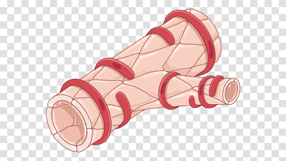 Smooth Muscle Cell In Arteriole, Architecture, Building, Apparel Transparent Png