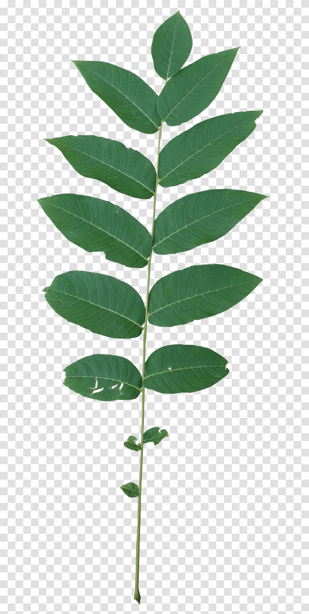 Smooth Sumac, Leaf, Plant, Green, Pineapple Transparent Png