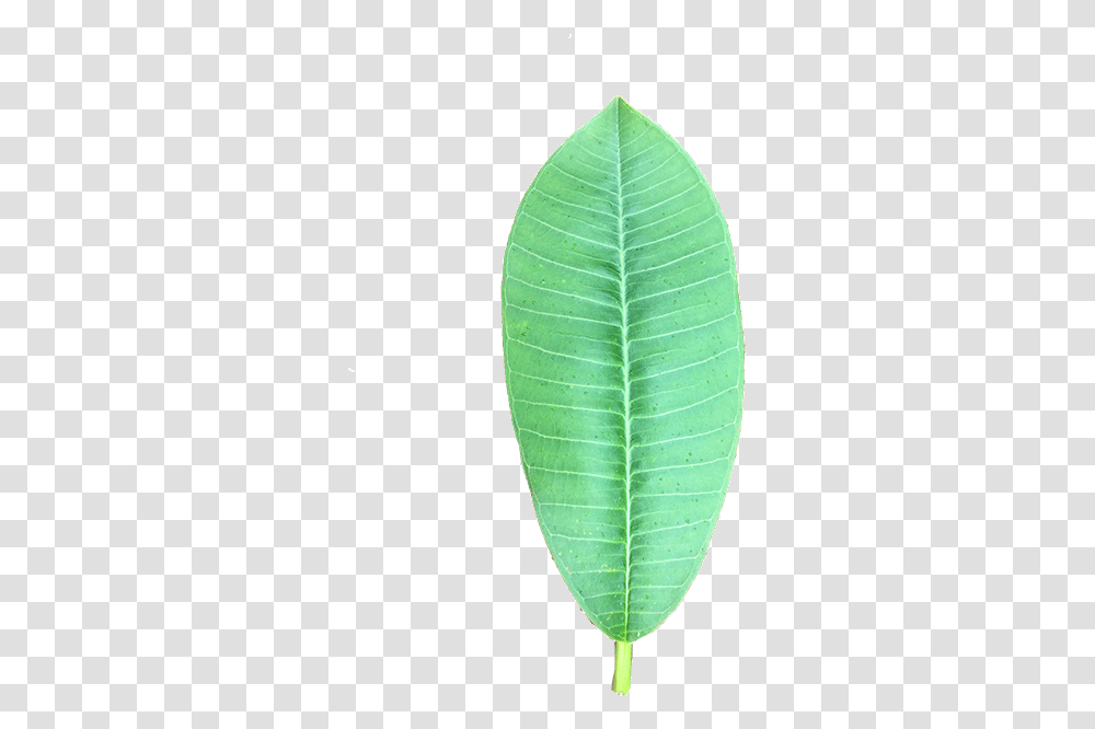 Smooth Sumac, Leaf, Plant, Green, Tennis Ball Transparent Png
