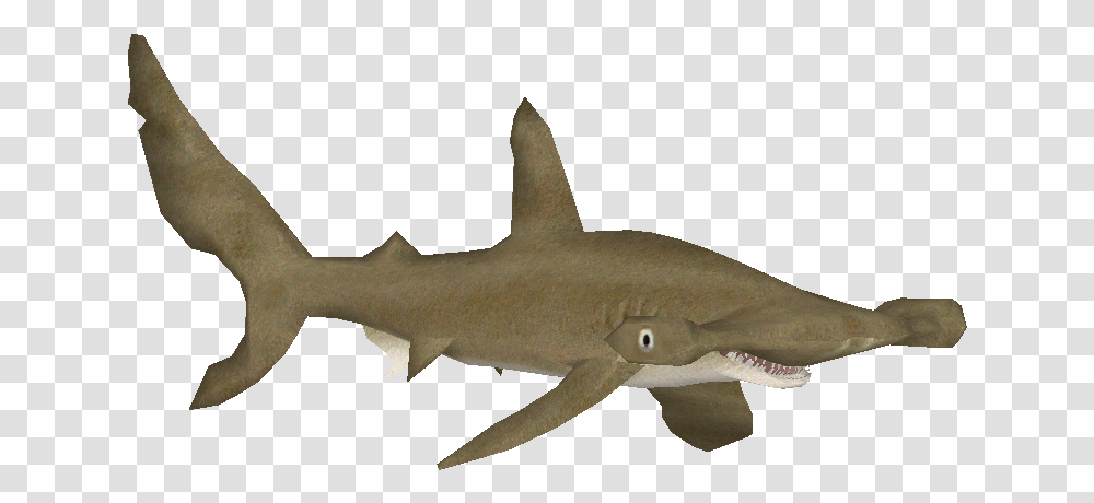 Smoothhammerheadfauna Smooth Hammerhead Shark, Sea Life, Fish, Animal, Great White Shark Transparent Png