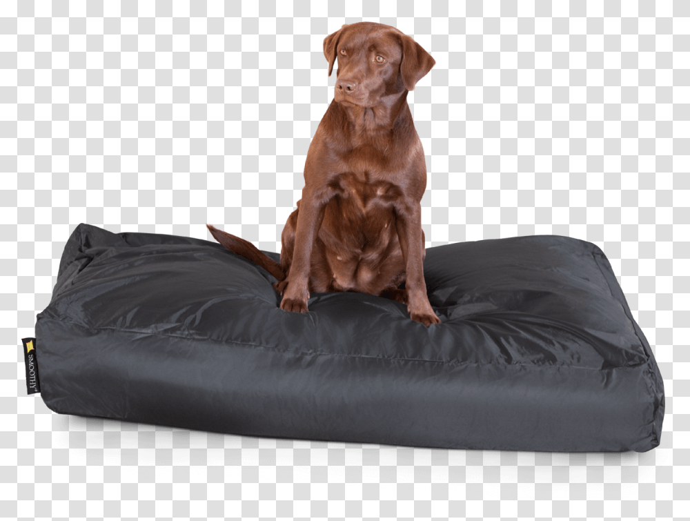 Smoothy Classic Dog Bed Xxl Labrador Retriever, Cushion, Furniture, Pillow, Pet Transparent Png