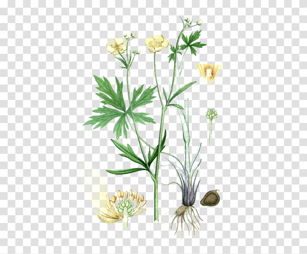 Smorblomma Medium Ranunculus Acris, Plant, Flower, Blossom, Apiaceae Transparent Png