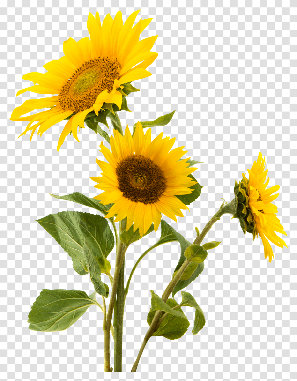 Snack Gluten Sunflower Nut Seed Sunflowers Common Clipart Sunflower Transparent Png