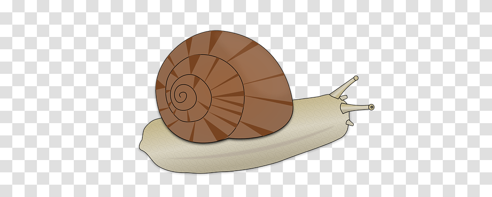 Snail Animals, Invertebrate, Soccer Ball, Football Transparent Png