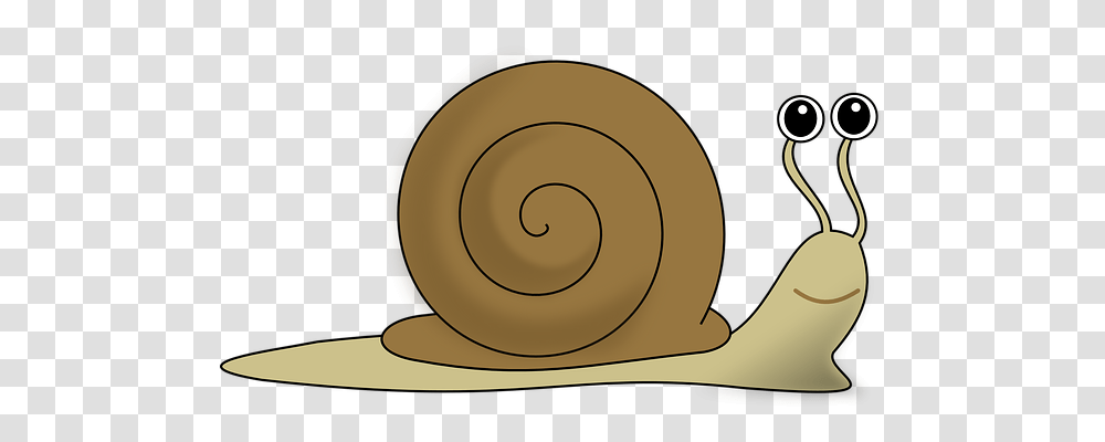 Snail Animals, Invertebrate Transparent Png