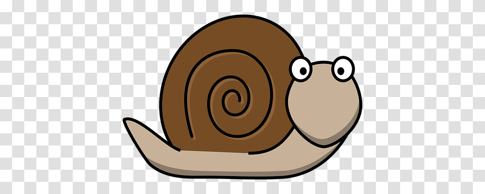 Snail Animals, Invertebrate Transparent Png