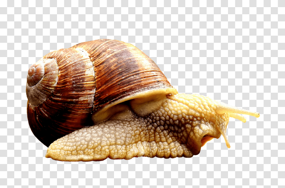 Snail 960, Animals, Invertebrate, Lizard, Reptile Transparent Png