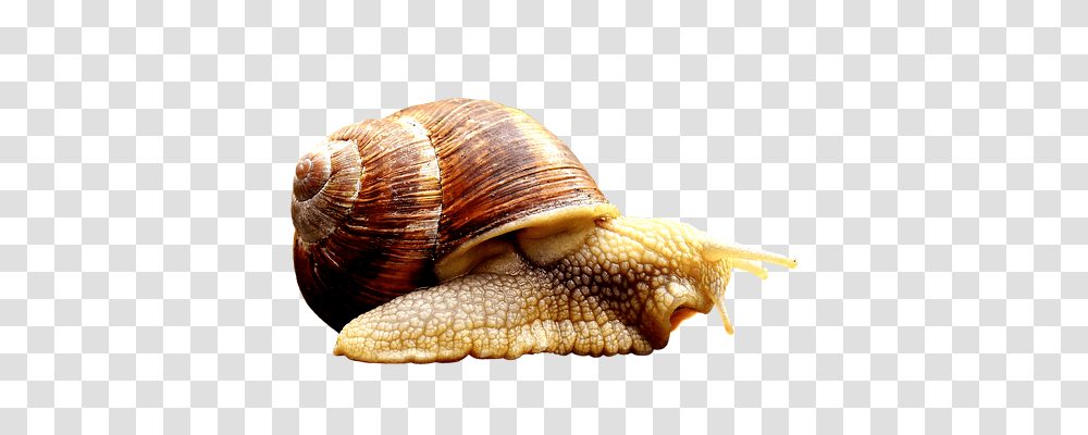 Snail Nature, Invertebrate, Animal, Lizard Transparent Png