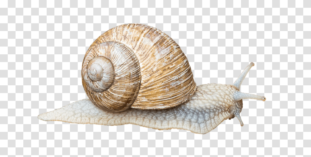 Snail 960, Animals, Invertebrate, Snake, Reptile Transparent Png