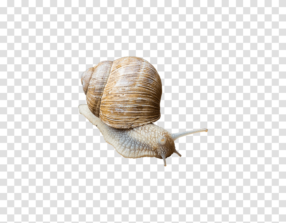 Snail 960, Animals, Invertebrate Transparent Png