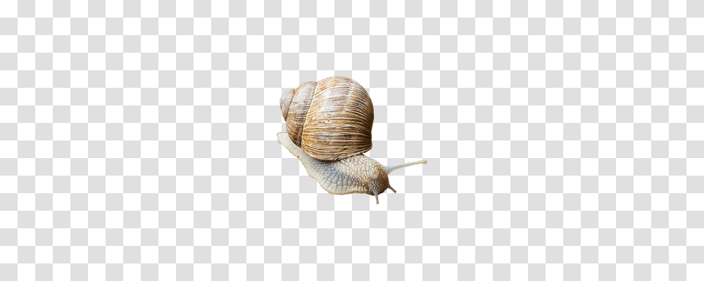 Snail Nature, Invertebrate, Animal, Fungus Transparent Png