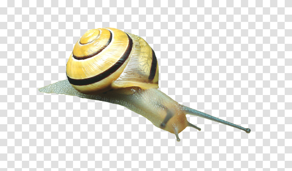 Snail 960, Animals, Invertebrate, Insect Transparent Png