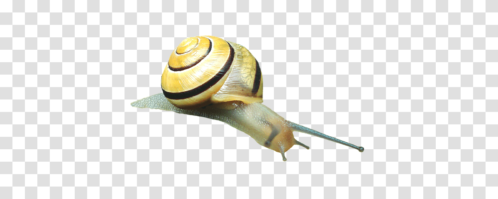 Snail Animals, Invertebrate Transparent Png