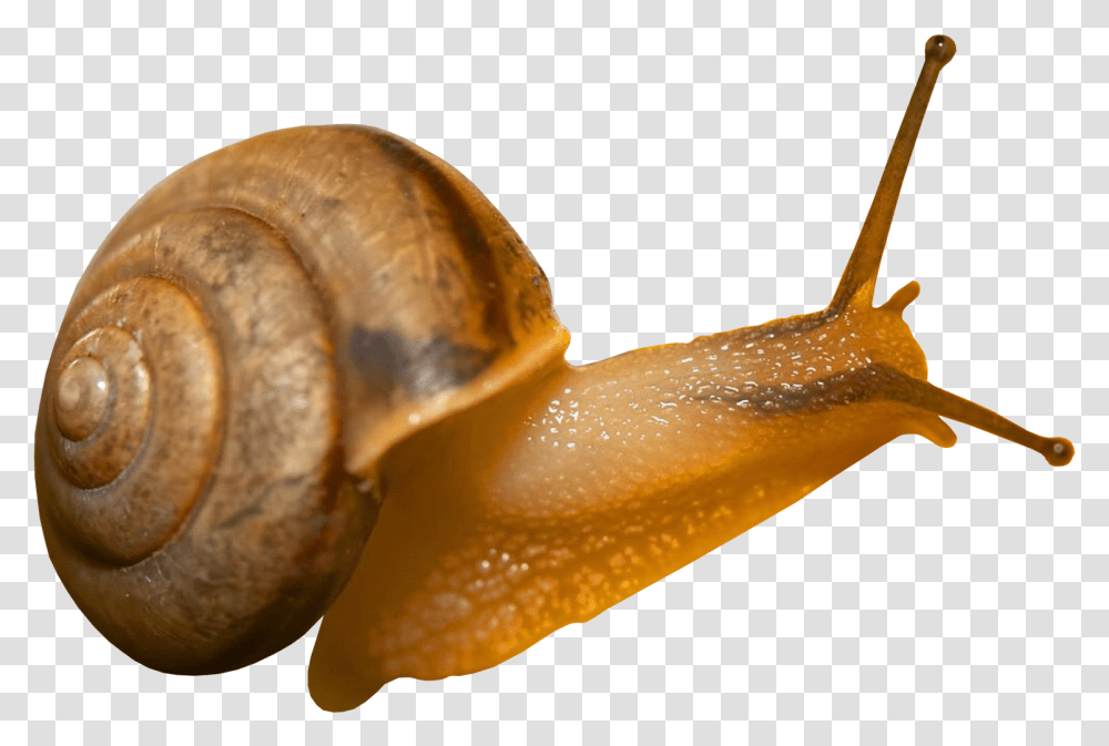Snail Background Snail, Invertebrate, Animal, Bread, Food Transparent Png