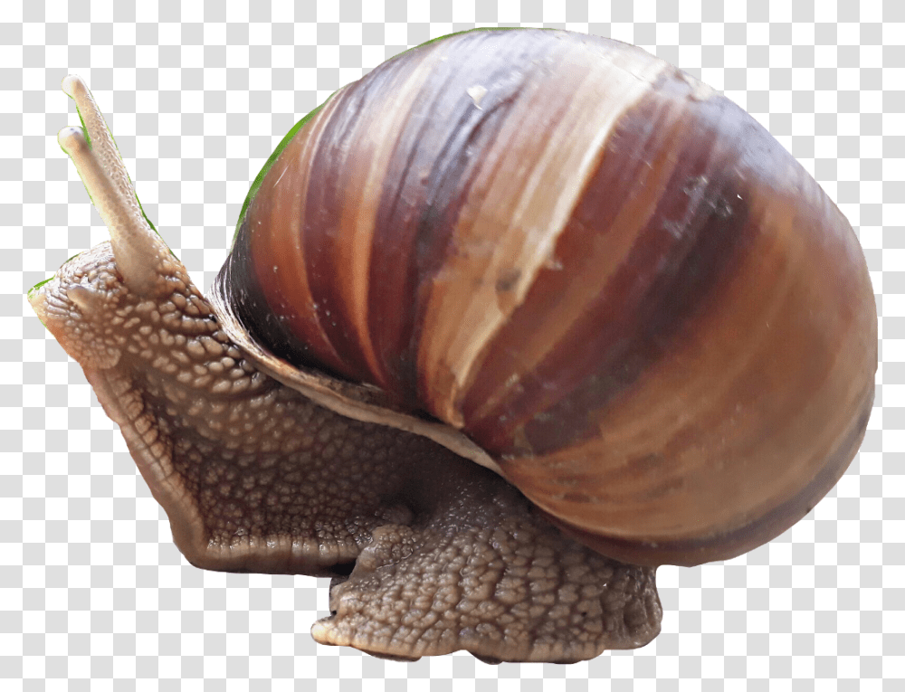 Snail Caracol Lymnaeidae, Invertebrate, Animal, Fungus Transparent Png