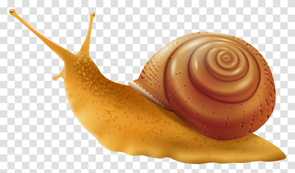 Snail Clip Art Background Snail Clipart, Invertebrate, Animal, Banana, Fruit Transparent Png