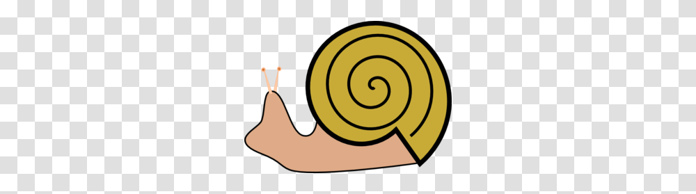 Snail Clip Art, Invertebrate, Animal, Spiral Transparent Png